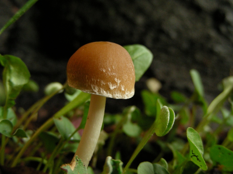 Pioggia e nervosismo con tanti funghi